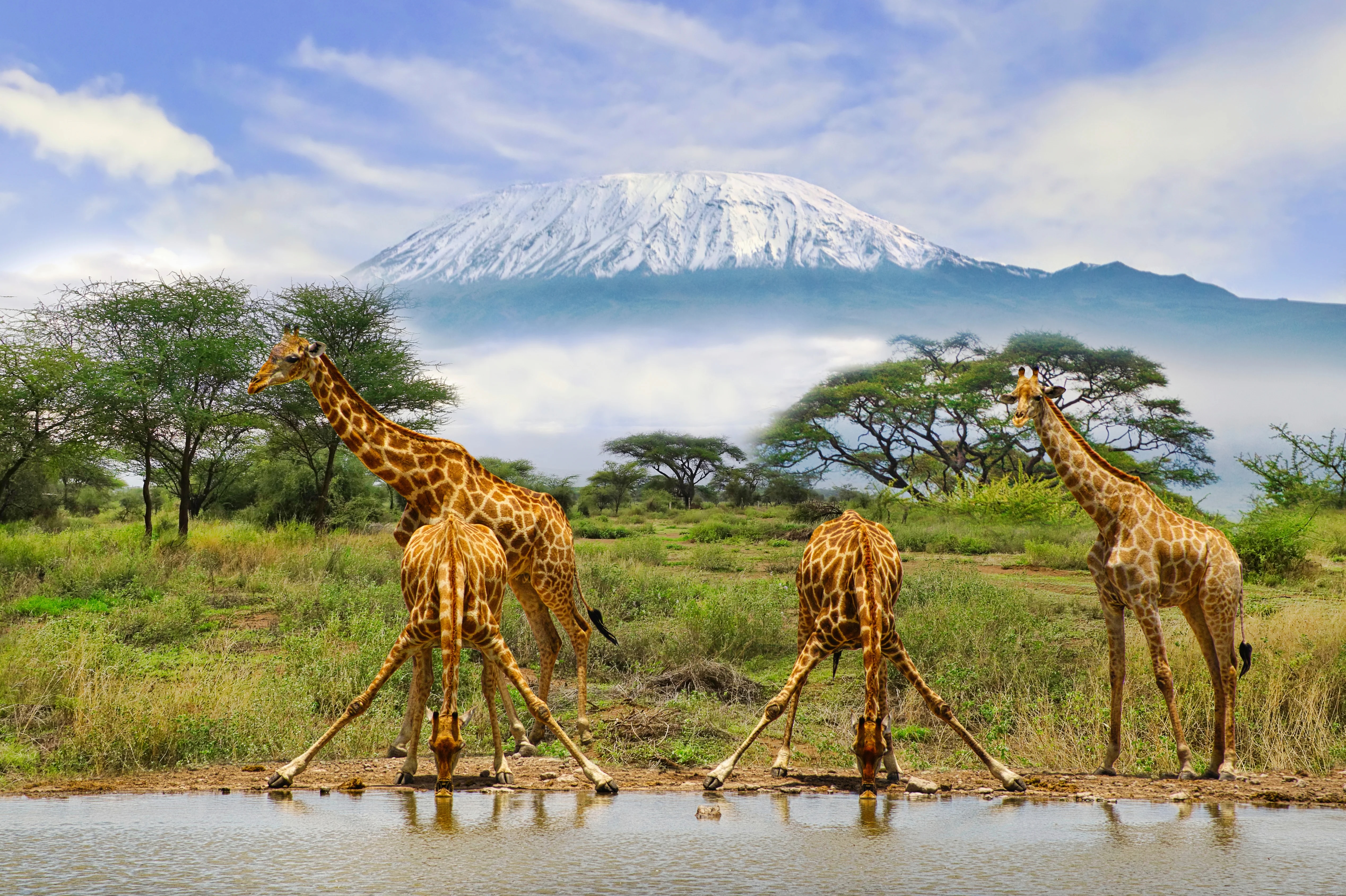 Safari connections